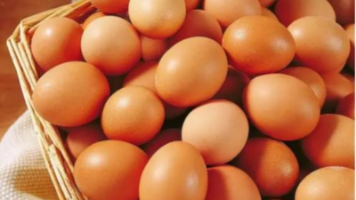 上海邦森蛋價(jià)行情分享