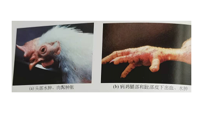 冬季禽流感高發(fā)，上海邦森教您輕松應(yīng)對禽流感